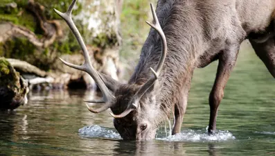 Covid-19 ABD'de yüzlerce geyiği enfekte etti: Bilim insanlarından yeni varyant uyarısı