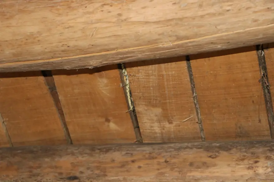 Evlerine giren yılanlar nedeniyle zor günler geçiriyorlar 4