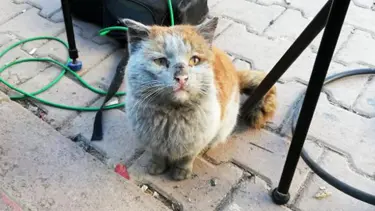 Enkaz altından çıkarılan kedi "Toros" için twitter hesabı açıldı