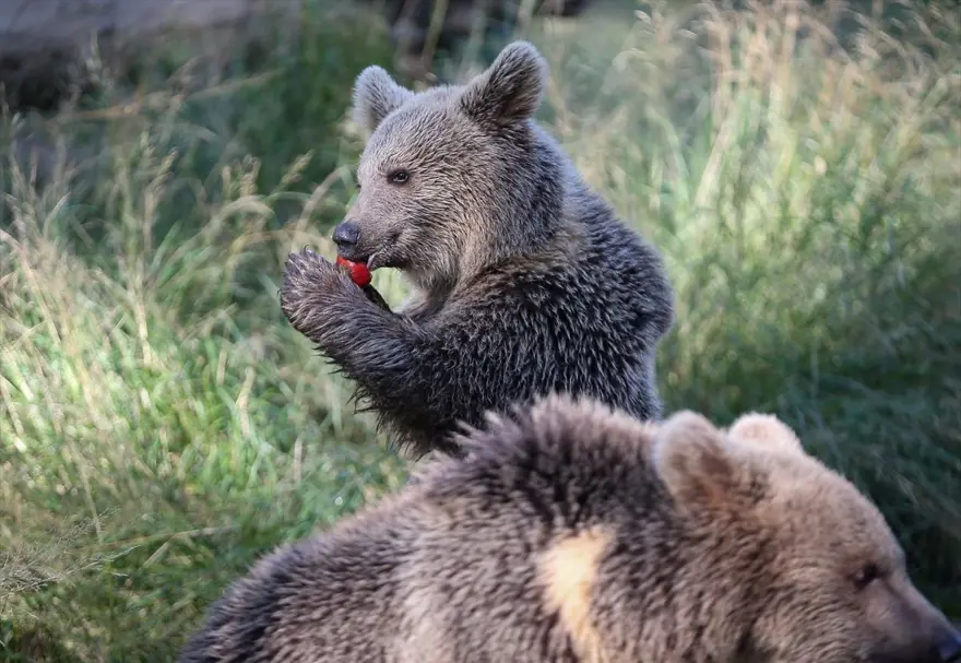 Türkiye'nin tek ayı barınağı Ovakorusu'nun maskotu oldular 22