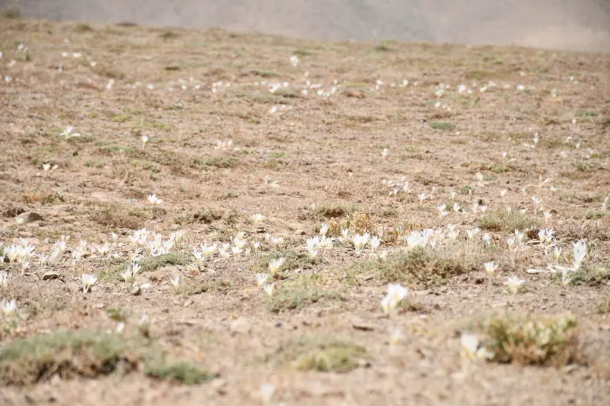 Havalar soğudu, yılın son çiçekleri açtı: Yaylayı terk ediyorlar 1 Havalar soğudu, yılın son çiçekleri açtı: Yaylayı terk ediyorlar 1