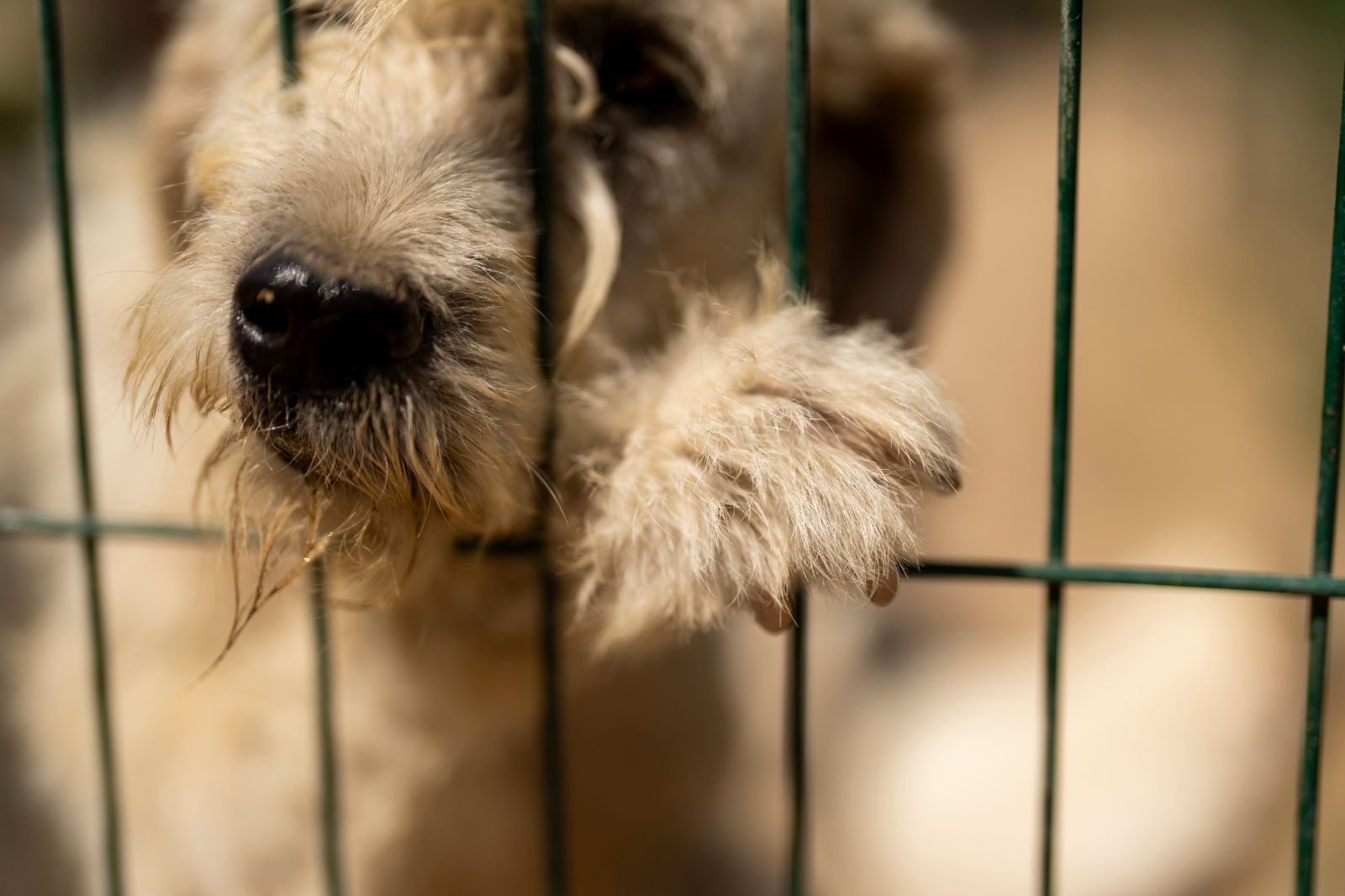 Bir imzayla 60 bin köpek şehir dışına atılacak