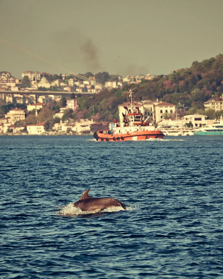 İstanbul Boğazı'nda yunusların dansı 6 İstanbul Boğazı'nda yunusların dansı 6