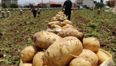 'Sandıklı'da patates üretimi yüzde 30 azaldı'
