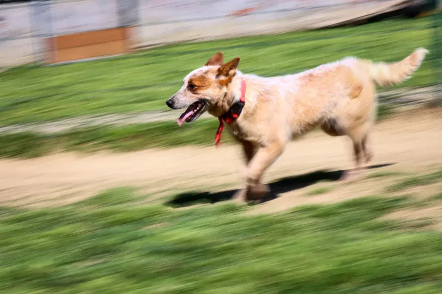 Kedi köpek otelinde bayram yoğunluğu Kedi köpek otelinde bayram yoğunluğu