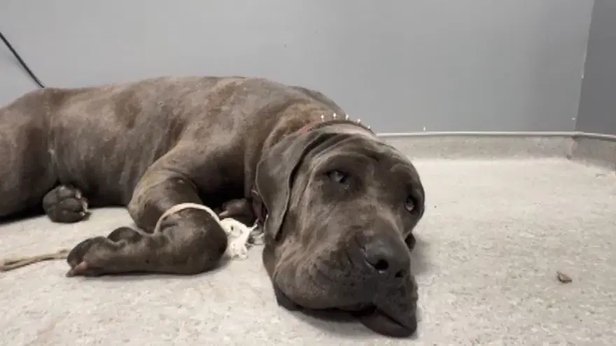 Avcılar'da taksi şoförü çarptığı köpeği veterinere götürdü 4 Avcılar'da taksi şoförü çarptığı köpeği veterinere götürdü 4