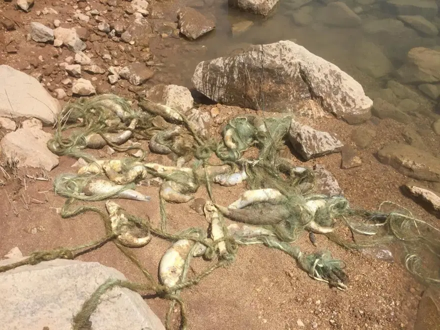 Siirt'te suya kaçak ağ bıraktılar: Çok sayıda balık telef oldu 3