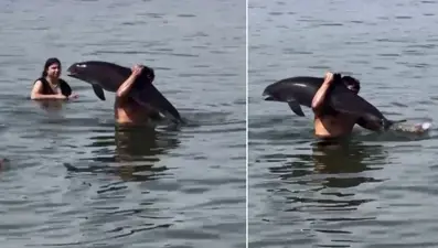 Ölü yunus balığını sırtında taşıdı