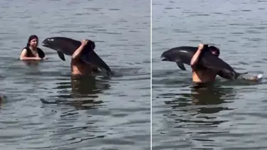 Ölü yunus balığını sırtında taşıdı