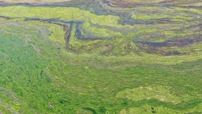 Ağrı Dağı Milli Parkı'nda oluşan yosunlaşma havadan görüntülendi