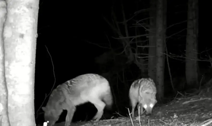 Fotokapana takılan yaban hayvanlarından belgesellik görüntüler 6