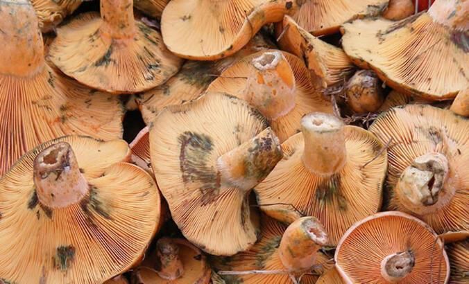 Kastamonu'da mantar yine hastanelik etti: İl Sağlık Müdürlüğü'nden uyarı