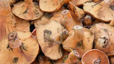 Zehirli mantar can aldı