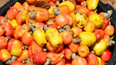 Doğanın zihin açıcıları: Beyni ve hafızayı geliştiriyor