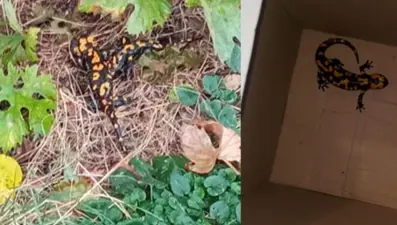 Adana'da nesli tükenmekte olan 'Türk semenderi' bulundu