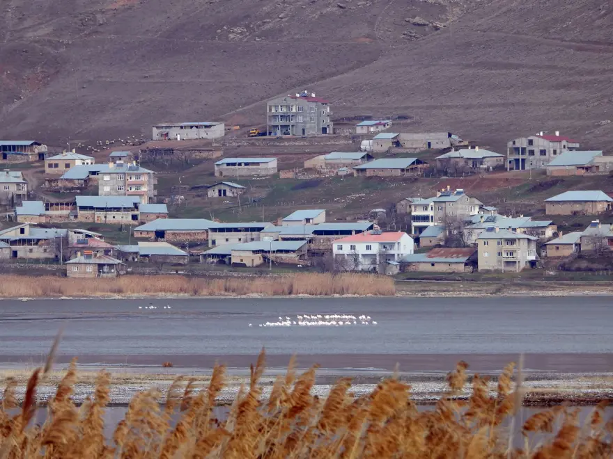 Van Gölü'nde flamingolar göç etmedi 1