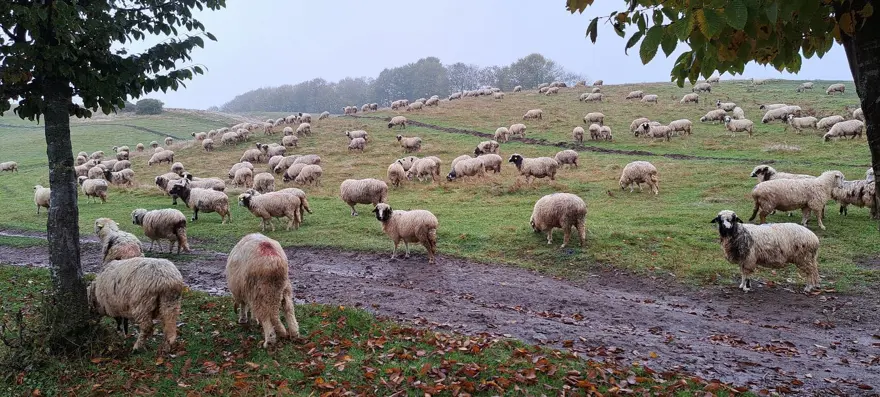 2 yıl önce eşini kaybetti: Oğluyla birlikte çobanlık yapmaya başladı 2 2 yıl önce eşini kaybetti: Oğluyla birlikte çobanlık yapmaya başladı 2