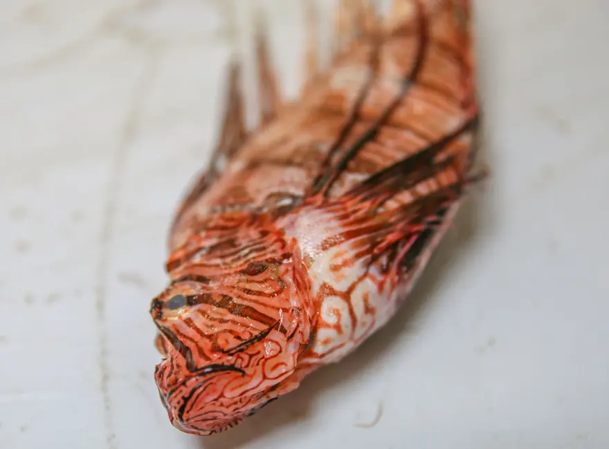 Aslan Balığı Kuzey Ege'ye çıktı 2