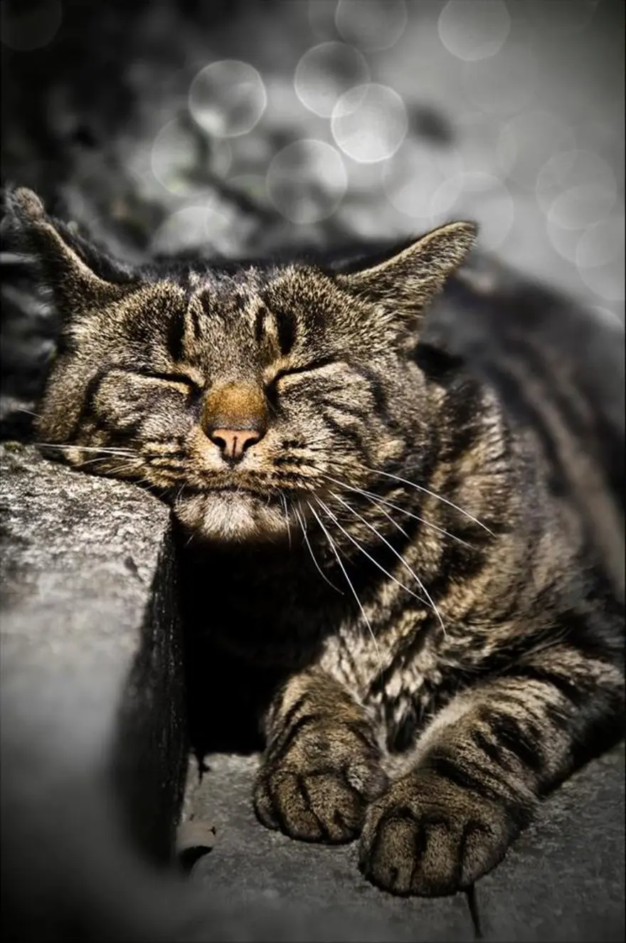 İnternetin yeni fenomenleri 78