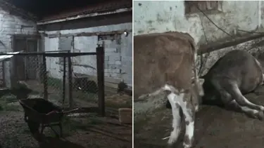 Mandıraya yıldırım düştü, hayvanlar telef oldu