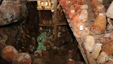 Obruk peynirinin lezzet yolculuğu başladı: 1800 metrede sarp kayaların arasında saklıyorlar, kilosu 100 TL'den satılacak