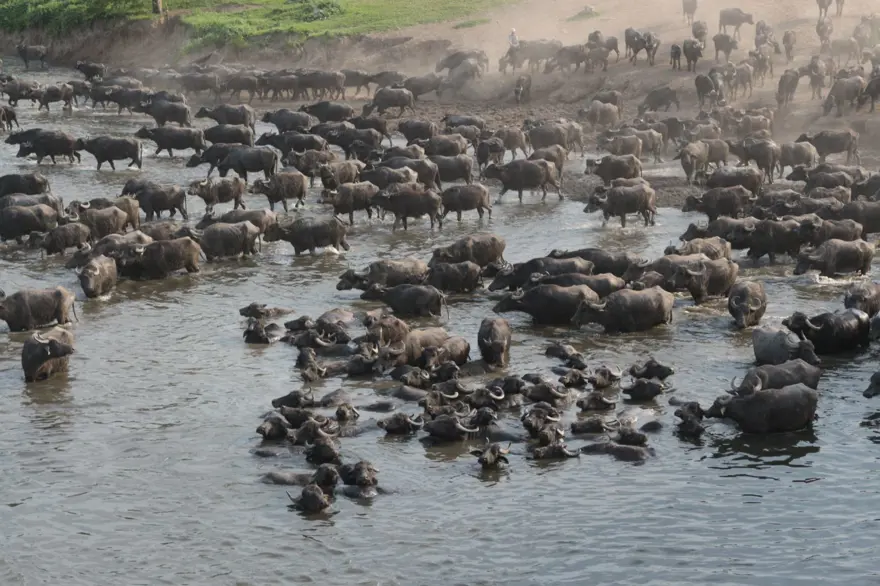 Afrika Serengeti Parkı değil Balıkesir Ovası 2