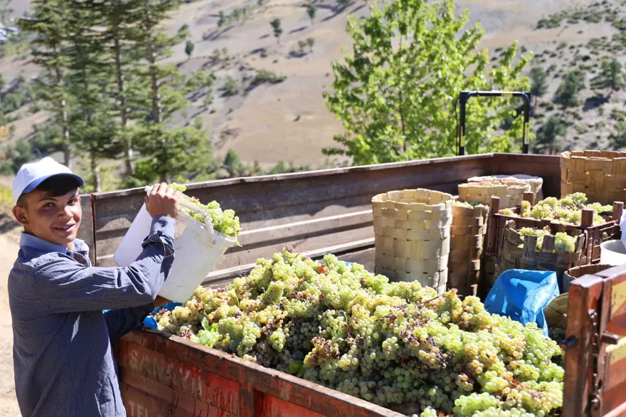 “BU YIL VERİM ÇOK YÜKSEK” 5