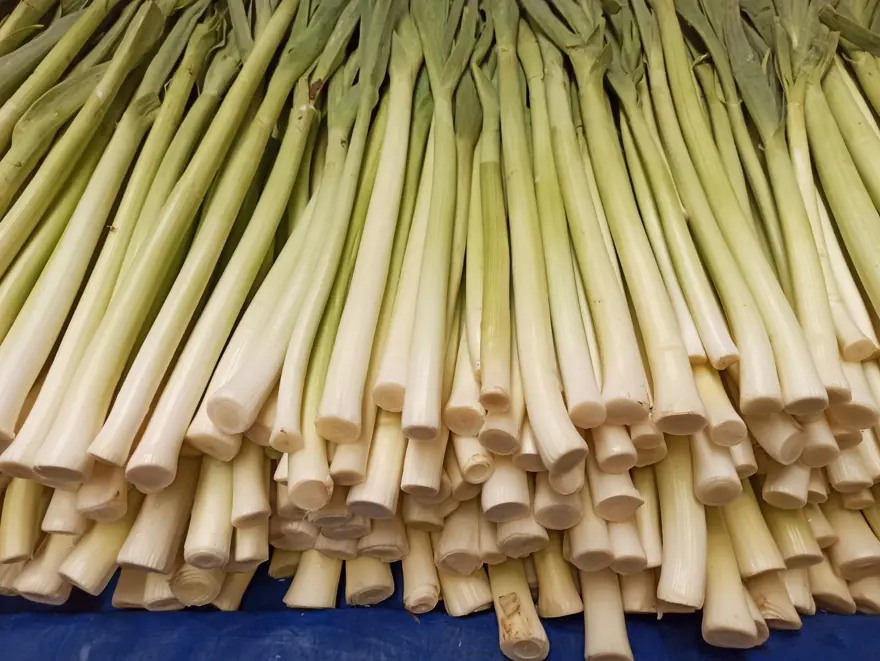 Beyin ve damarlardaki tıkanıklığı geçiriyor! Yüzyıllardır sayısız hastalığın çaresi: Türkiye'nin kıyı kesimlerinde yetişiyor 2