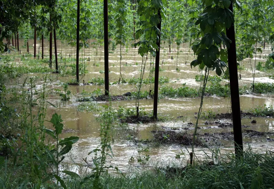 Sağanak tarım arazilerine zarar verdi 2