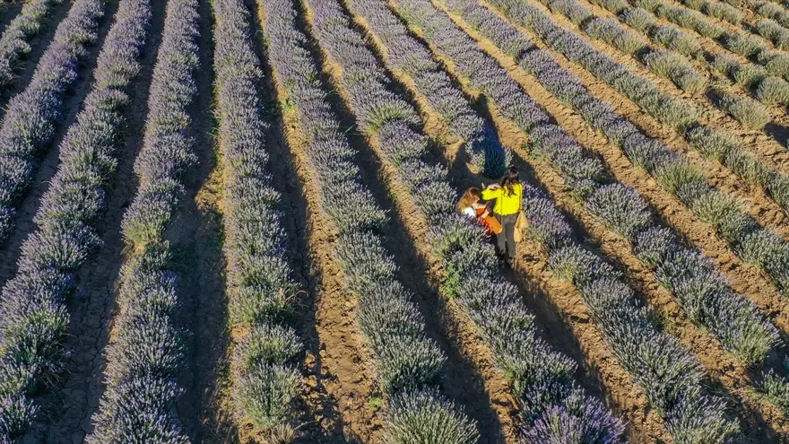 Diyarbakır'ın yeni cazibe merkezi: Lavanta bahçeleri 18