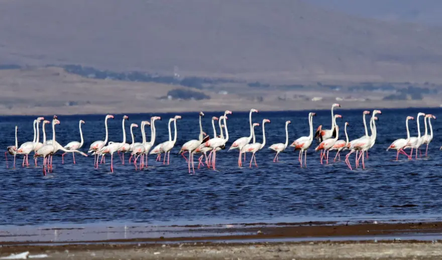 Van Gölü binlerce flamingoya ev sahipliği yapıyor 1
