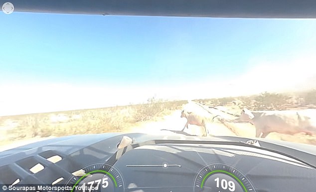 Çöl rallisinde feci kaza (180 km hızla ineğe çarptı)
