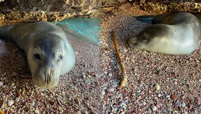 Datça'da karaya çıktı: Koruma altına alındı