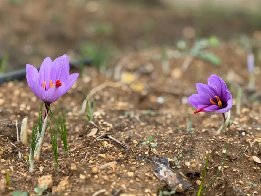 Dünyanın en pahalı baharatı: UNESCO Dünya Mirası Listesi'nde 1 Dünyanın en pahalı baharatı: UNESCO Dünya Mirası Listesi'nde 1
