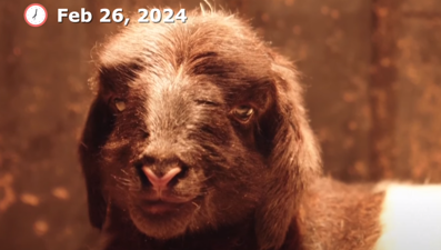 Çinli bilim insanları iki Tibet Keçisi'ni klonladıklarını iddia etti