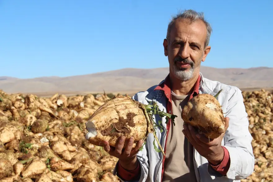 Üreticilerin önemli gelir kapısı: Hasat başladı 
