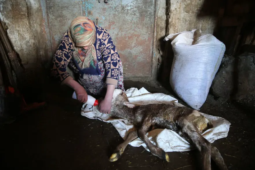 Anomalili doğan buzağı şaşkınlığa neden oldu: "İlk defa gördük" 1 Anomalili doğan buzağı şaşkınlığa neden oldu: "İlk defa gördük" 1