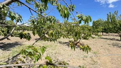 Kirazlı’da soğuk hava kiraz hasadını vurdu