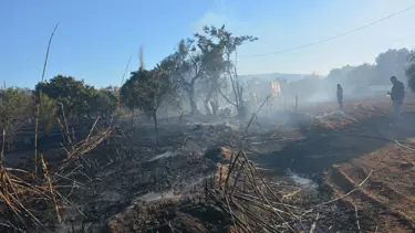 Aydın'da yangın zeytin ağaçlarını kül etti