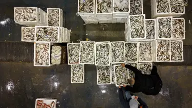 Denizlere veda: Av yasağı başlıyor