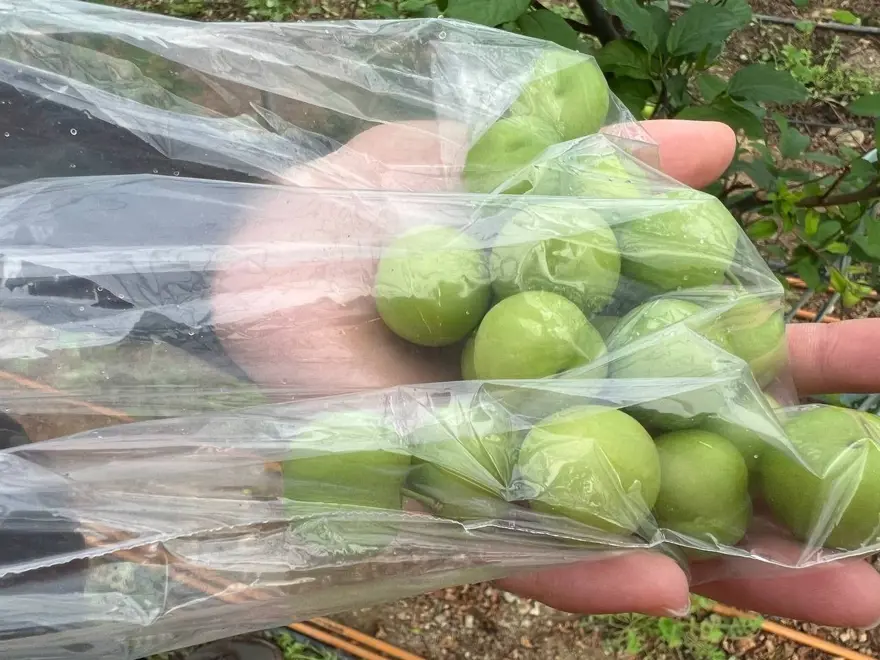 Arap şeyhlerine kilosu 2 bin liradan erik Arap şeyhlerine kilosu 2 bin liradan erik