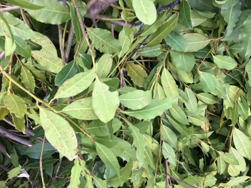 Kendiliğinden yetişiyor, 100 ailenin gelir kaynağı: Antalya'da dünyaya yayılıyor 4