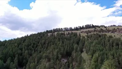 Düzce'de ormanlık alanlara giriş yasağı