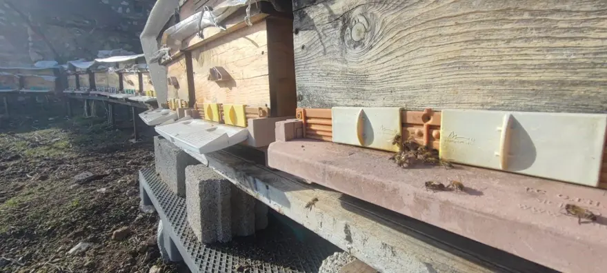 Konyalı arıcı şaşkına döndü: Bu mevsimde yatmaları gerekirken çalışıyorlar, iyiye işaret değil 1