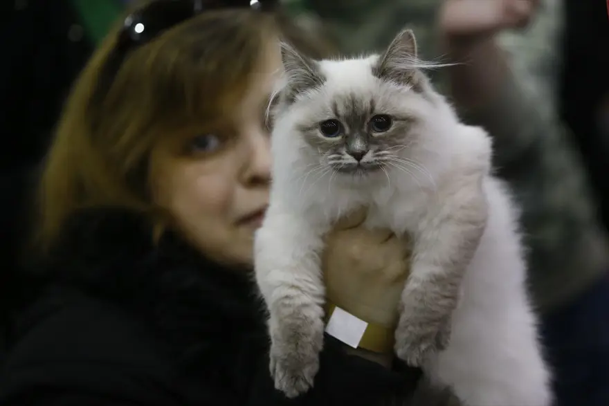 Kedi fuarından renkli fotoğraflar (Catsburg) 25