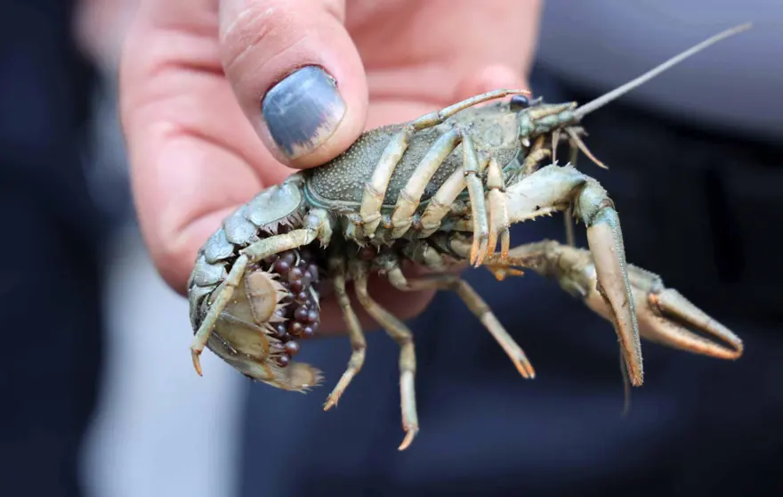 DOĞAL YAŞAM DÖNGÜLERİ DEVAM EDECEK 5