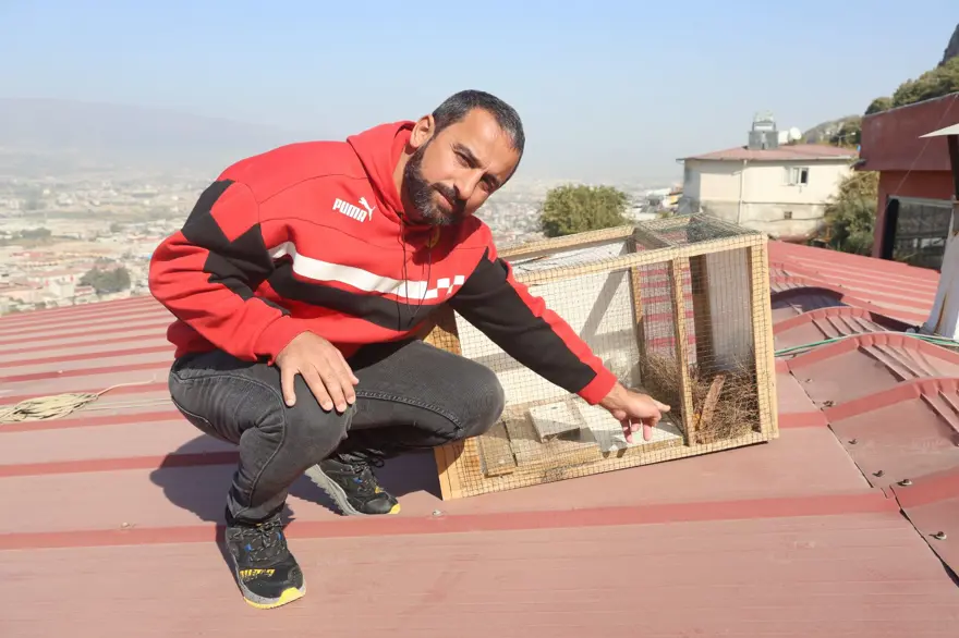 Kümese dadanan sansarla mücadele: 20 günde yakaladı, bir gün elinde tutamadı 5 Kümese dadanan sansarla mücadele: 20 günde yakaladı, bir gün elinde tutamadı 5