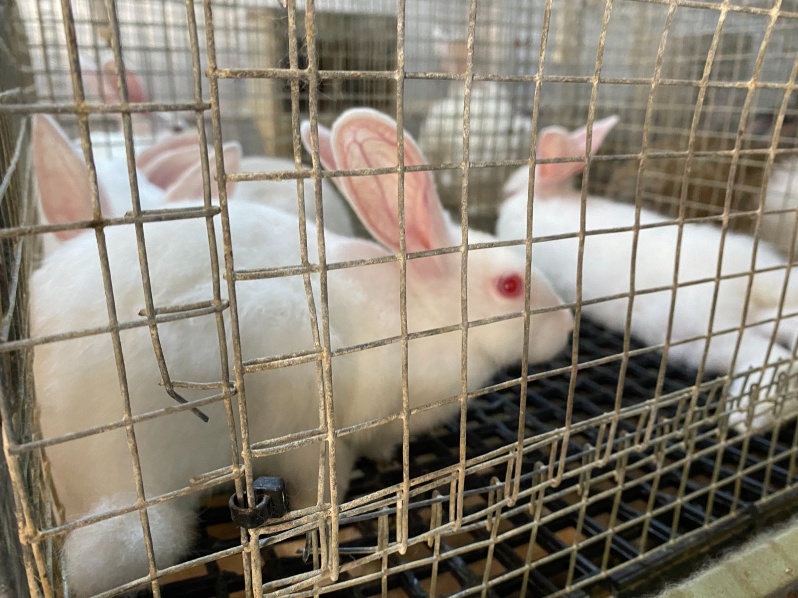 Kendi marka ve logosunu oluşturdu, tavşan etini Avrupa'ya satacak