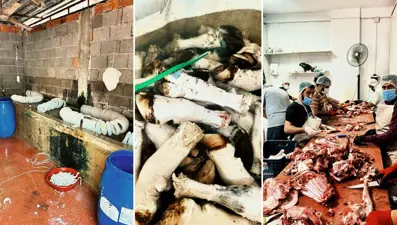 Adana'da mide bulandıran görüntüler: Yüzlerce kilo paça ele geçirildi