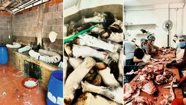 Adana'da mide bulandıran görüntüler: Yüzlerce kilo paça ele geçirildi